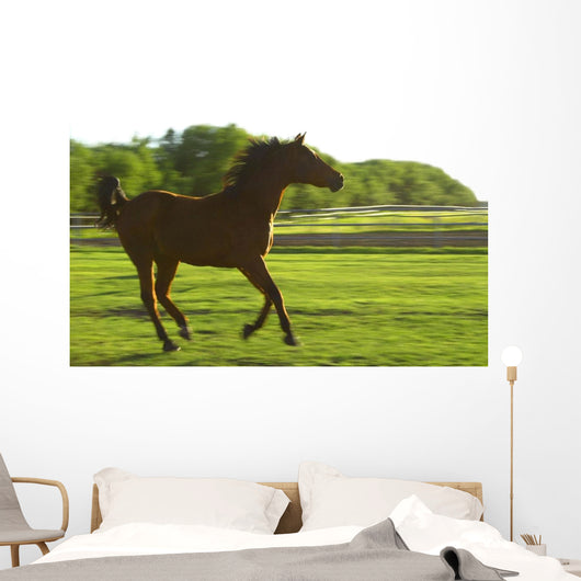 Horse Galloping Wall Mural