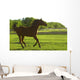 Horse Galloping Wall Mural