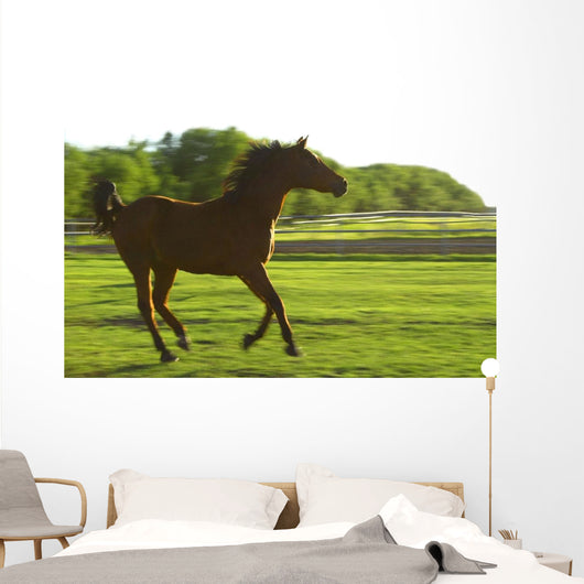 Horse Galloping Wall Mural