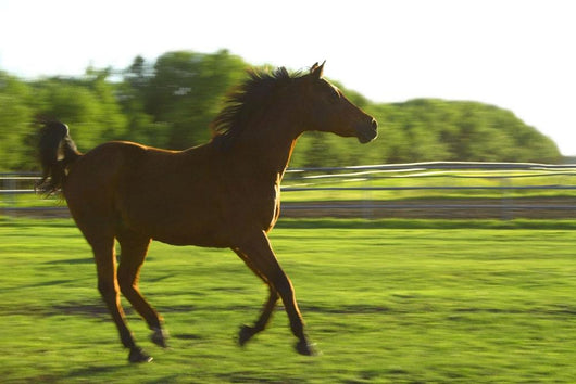 Horse Galloping Wall Mural
