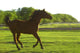 Horse Galloping Wall Mural