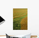 Rows Of Canola Windrows Wall Mural