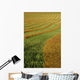 Rows Of Canola Windrows Wall Mural