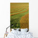 Rows Of Canola Windrows Wall Mural