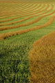 Rows Of Canola Windrows Wall Mural