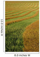 Rows Of Canola Windrows Wall Mural