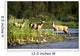 Deer Wall Mural