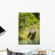 Grizzly Bear On Shore Wall Mural