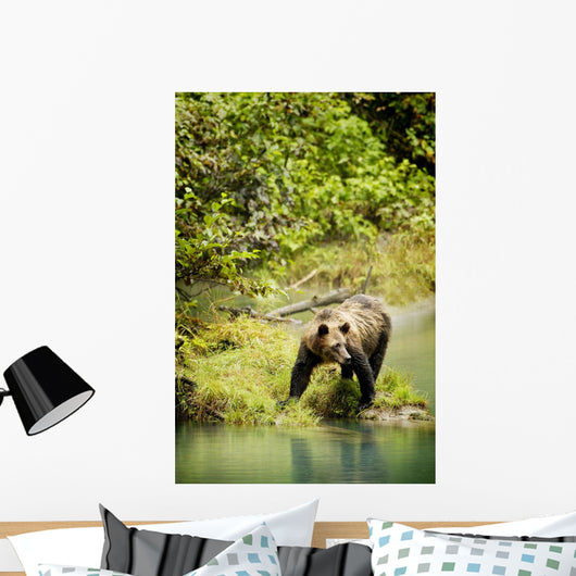 Grizzly Bear On Shore Wall Mural