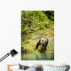 Grizzly Bear On Shore Wall Mural