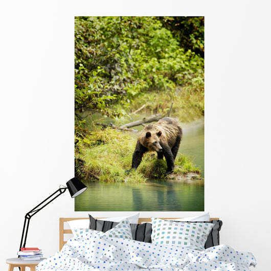 Grizzly Bear On Shore Wall Mural