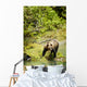 Grizzly Bear On Shore Wall Mural