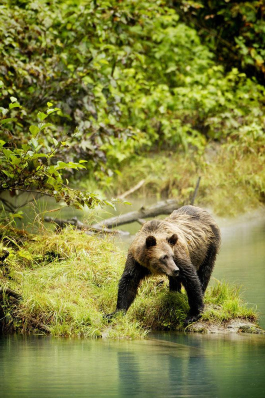 Grizzly Bear On Shore Wall Mural