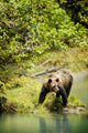 Grizzly Bear On Shore Wall Mural