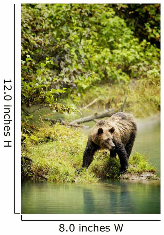 Grizzly Bear On Shore Wall Mural