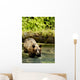 Grizzly Bear Wall Mural