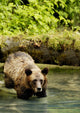 Grizzly Bear Wall Mural