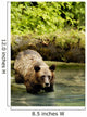 Grizzly Bear Wall Mural