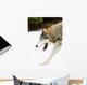 Wolf On The Prowl Wall Mural