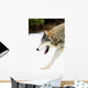 Wolf On The Prowl Wall Mural