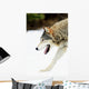 Wolf On The Prowl Wall Mural