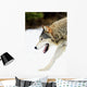 Wolf On The Prowl Wall Mural