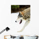 Wolf On The Prowl Wall Mural