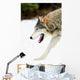 Wolf On The Prowl Wall Mural