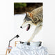 Wolf On The Prowl Wall Mural