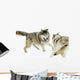 Aggressive Wolves Wall Mural