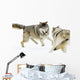 Aggressive Wolves Wall Mural