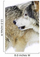 Wolf Wall Mural