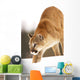 Cougar Hunting Wall Mural