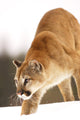 Cougar Hunting Wall Mural