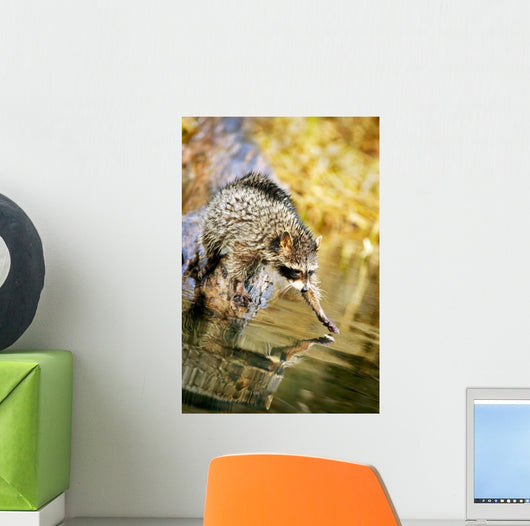Raccoon Fishing Wall Mural