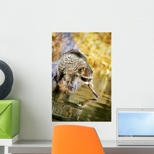 Raccoon Fishing Wall Mural