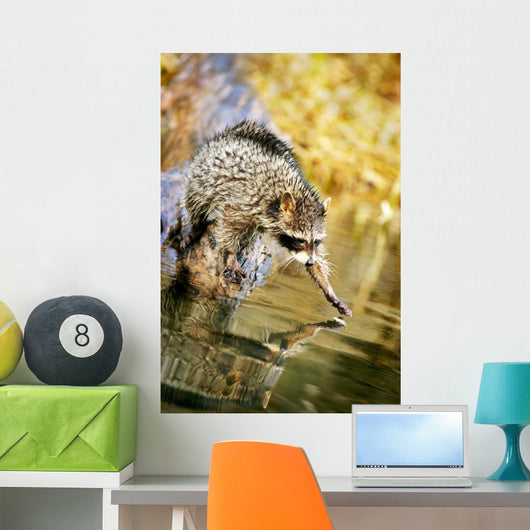 Raccoon Fishing Wall Mural