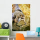 Raccoon Fishing Wall Mural