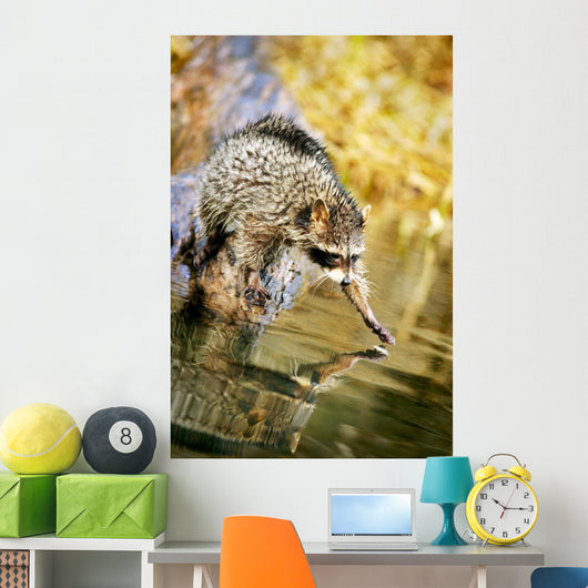 Raccoon Fishing Wall Mural