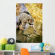 Raccoon Fishing Wall Mural