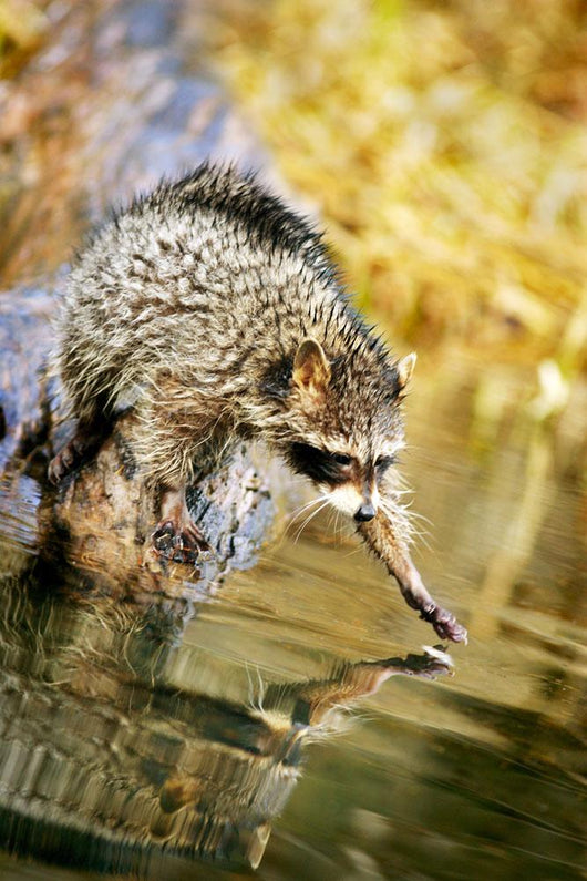 Raccoon Fishing Wall Mural