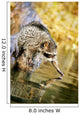 Raccoon Fishing Wall Mural