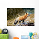Red Fox On Rocks Wall Mural