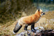 Red Fox On Rocks Wall Mural