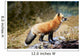 Red Fox On Rocks Wall Mural