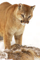 Cougar with Fallen Prey Wall Decal