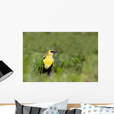 Yellow Headed Blackbird Wall Mural shown on a wall