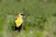 Yellow Headed Blackbird Wall Mural