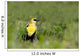 Yellow Headed Blackbird Wall Mural