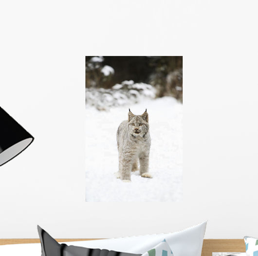 Wild Lynx Wall Mural